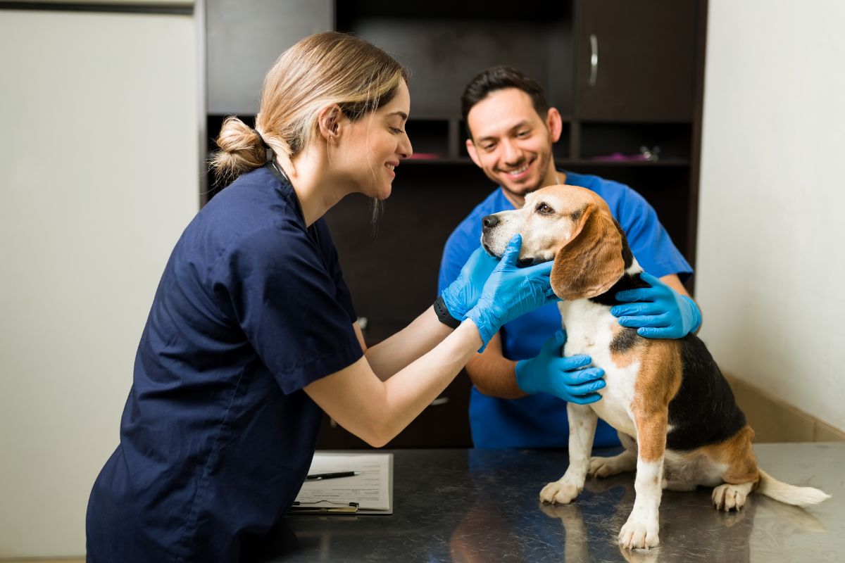 Two veterinarians examining a beagle at a clinic